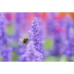 Sigma 105mm F/2.8 DG DN Macro Art Lens For Sony E - Image 12