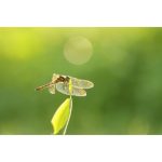 Sigma 105mm F/2.8 DG DN Macro Art Lens For Sony E - Image 14