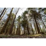 Sigma 16-28mm F/2.8 DG DN Contemporary Lens For Sony E - Image 16