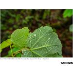 Tamron 17-28mm F/2.8 Di III RXD Lens For Sony E - Image 22