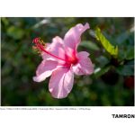 Tamron 17-28mm F/2.8 Di III RXD Lens For Sony E - Image 6