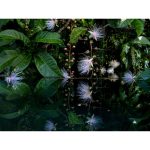 FUJIFILM GFX 50S II Medium Format Mirrorless Camera - Image 27