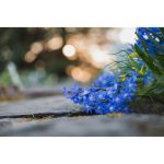 Nikon NIKKOR Z Macro 50mm F/2.8 Lens - Image 16