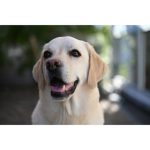 Nikon NIKKOR Z 28-75mm F/2.8 Lens - Image 18