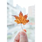 Nikon NIKKOR Z 28-75mm F/2.8 Lens - Image 22