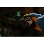 Canon EOS R5 Mirrorless Camera - Image 10