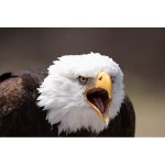 Canon EOS R5 Mirrorless Camera - Image 14