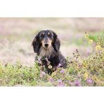 Canon EOS R5 Mirrorless Camera - Image 16