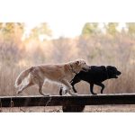 Canon EOS R5 Mirrorless Camera - Image 18