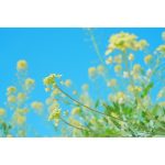 Sony ZV-E10 II Mirrorless Camera + Kit Lens 16-50mm With Sony Grip - Image 35