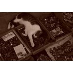 Sony ZV-E10 II Mirrorless Camera + Kit Lens 16-50mm With Sony Grip - Image 36