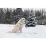 Sigma 50mm F/1.2 DG DN Art Lens For Sony E - Image 13