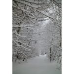 Sigma 50mm F/1.2 DG DN Art Lens For Sony E - Image 16