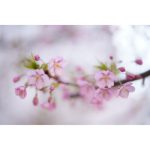 Sigma 50mm F/1.2 DG DN Art Lens For Sony E - Image 18