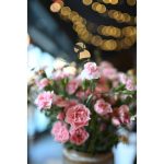 Nikon NIKKOR Z 35mm F/1.4 Lens - Image 12