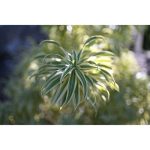 Nikon NIKKOR Z 35mm F/1.4 Lens - Image 11