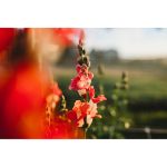 Nikon NIKKOR Z 35mm F/1.4 Lens - Image 7