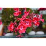 Nikon NIKKOR Z 50mm F/1.4 Lens - Image 7