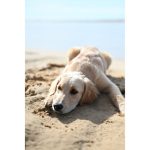 Nikon NIKKOR Z 50mm F/1.4 Lens - Image 3