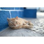 Nikon NIKKOR Z 50mm F/1.4 Lens - Image 2