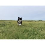 DJI Osmo Mobile 7 Smartphone Gimbal with ActiveTrack 7.0 & Tripod - Image 3