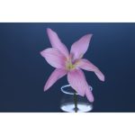 Godox ML-150 II Macro Ring Flash - Image 3