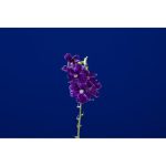 Godox ML-150 II Macro Ring Flash - Image 2