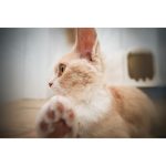 Laowa Venus Optics 12mm f/2.8 Lite Zero-D AF Lens (Sony E, 5-Blade Aperture) - Image 7