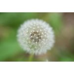 Nikon NIKKOR Z 70-180mm f/2.8 Lens (Nikon Z) - Image 8