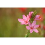 Nikon NIKKOR Z 70-180mm f/2.8 Lens (Nikon Z) - Image 7