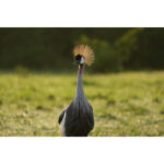 Sony FE 100-400mm f/4.5 GM OSS Lens (Sony E) - Image 7