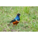 Sony FE 100-400mm f/4.5 GM OSS Lens (Sony E) - Image 6