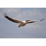 Sony FE 100-400mm f/4.5 GM OSS Lens (Sony E) - Image 2