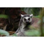 Sony a7R VI Mirrorless Camera - Image 6